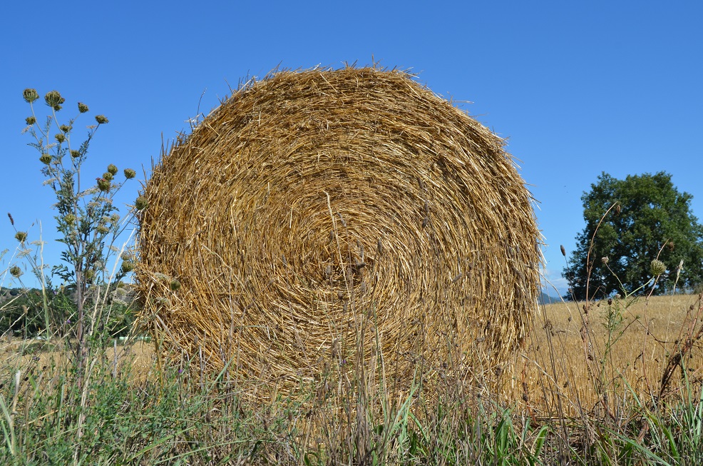No s'ha trobat l'arxiu